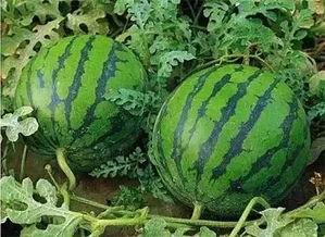 常德网红吃瓜事件,揭秘网络舆论背后的真相与反思  第3张