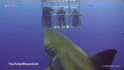 鲨鱼爆料吴楚涵视频大全,吴楚涵视频大全揭秘幕后真相 第3张 鲨鱼爆料吴楚涵视频大全,吴楚涵视频大全揭秘幕后真相 第3张